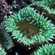 The dually gendered <I>Telia felina</I> sea anemone, which Baptist leaders are denouncing as "base and depraved."